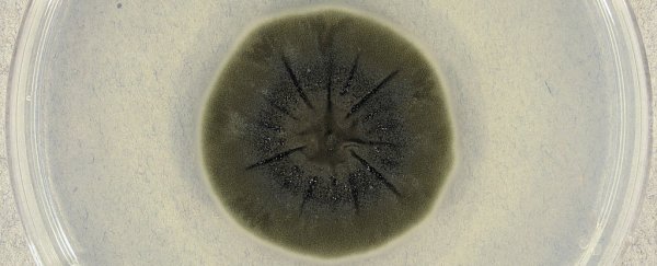 Could a radiation shield made of fungus keep astronauts safe during space travel?
