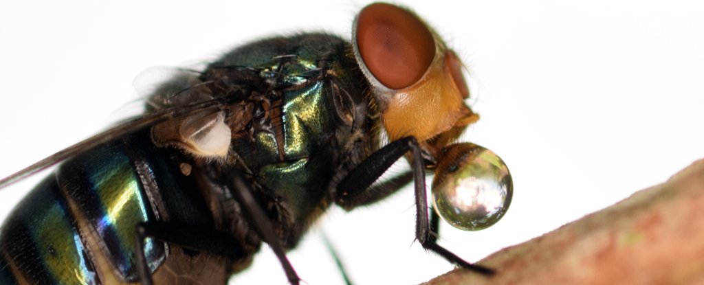 Do Flies Really Throw Up on Your Food When They Land On It? Let's Dive In