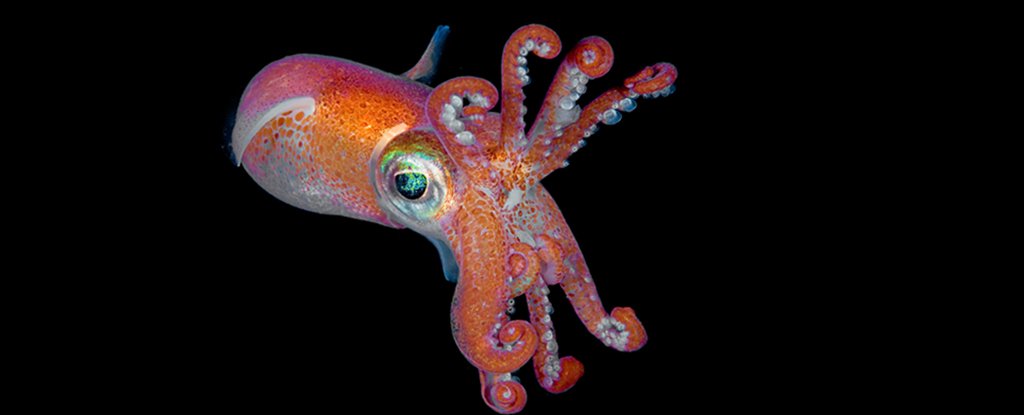The UK Will Finally Officially Recognize Octopuses And Crabs as Sentient Beings