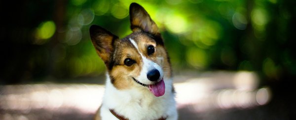 New study explains why dogs do the head tilt, and it's honestly too cute to handle