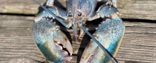 US lobsterman pulls up 1-in-a-100-million lobster the color of cotton candy