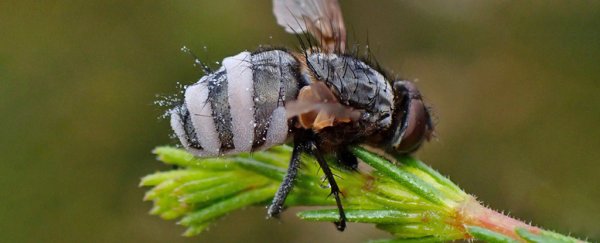 Creepy zombie fungus turns insects into horny 'necrophiles', proving nature is sick