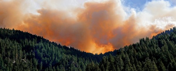 Wildfires are spurring wandering tree species to move faster, study finds