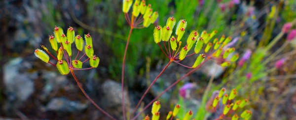 Molecule derived from poisonous plant blocks all SARS-CoV-2 variants in cell cultures
