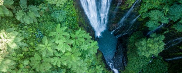 This indigenous Samoan plant could rival a common painkiller, new lab study shows