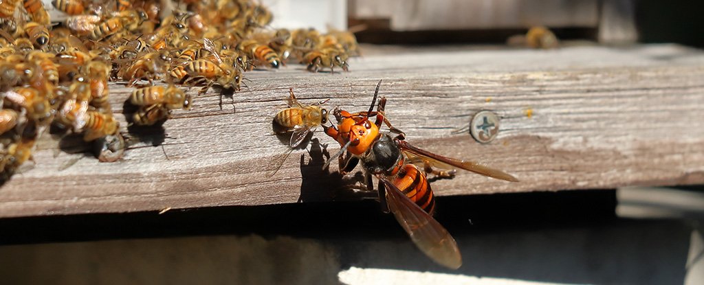 When Murder Hornets Attack, Bees Start Heartbreaking 'Shrieks' to Warn The Colon..