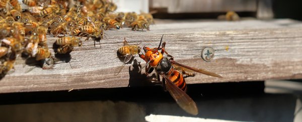 When murder hornets attack, bees start heartbreaking 'shrieks' to warn the colony