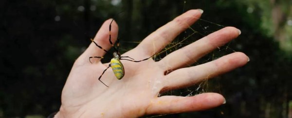 Millions of giant spiders have invaded Georgia. Will they spread to the rest of the US?