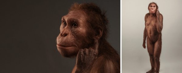 This ancient human relative 'walked like a human, but climbed like an ape'