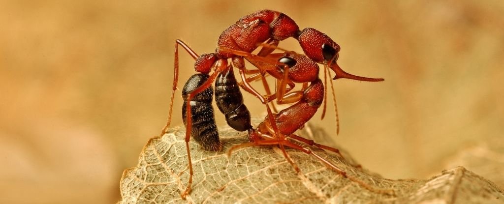 Gli scienziati hanno scoperto che una singola proteina può trasformare alcune formiche da operaie in regine