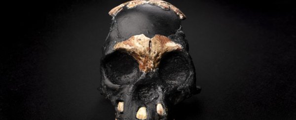 Discovery of child's skull adds to mystery over how human ancestors treated their dead