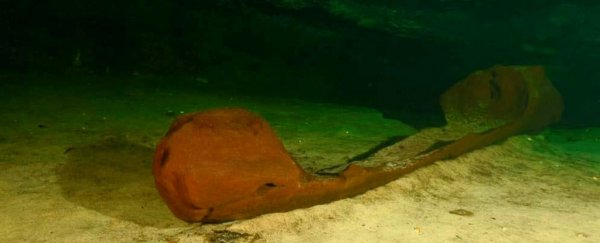 Archaeologists find remarkably intact Maya canoe hidden deep within a sinkhole