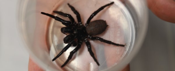Australian zoo adopts a 'megaspider' so big its fangs can pierce human fingernails