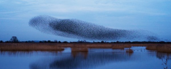 Hundreds of millions of birds have vanished across Europe in the last 40 years