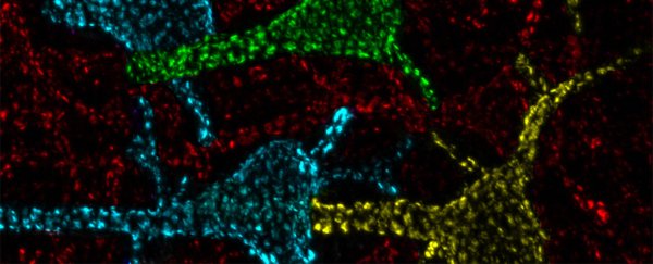 Scientists finally understand what some mysterious 'hotspots' on brain cells do