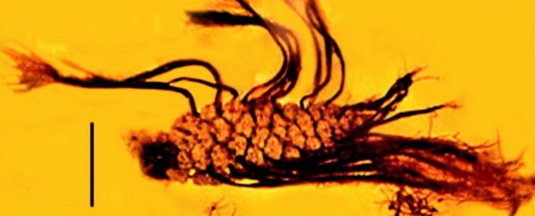 Ancient pine cone trapped in amber shows a super-rare form of plant 'parenting'