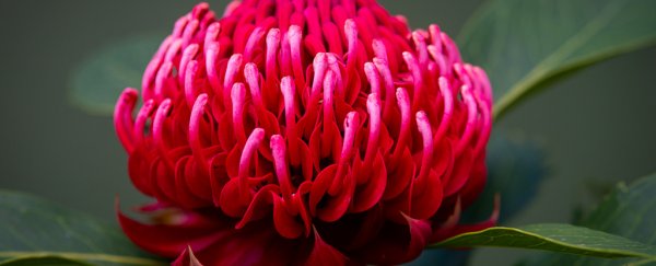 How 'flower power' quite literally transformed Earth millions of years ago