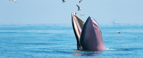 Staggering data on how much whales actually eat just solved the 'krill paradox'