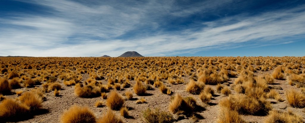'Genetic Goldmine' in Earth's Harshest Desert Could Be The Key to Feeding The Future
