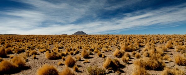 'Genetic goldmine' in Earth's harshest desert could be the key to feeding the future