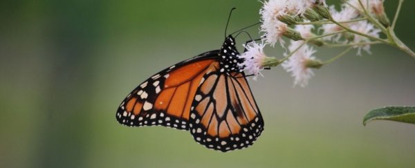 We finally know how animals can survive eating butterflies full of poisonous toxins