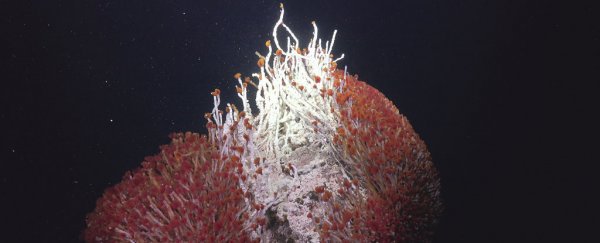 Newly discovered hydrothermal vents are an underwater wonderland of shimmering worms