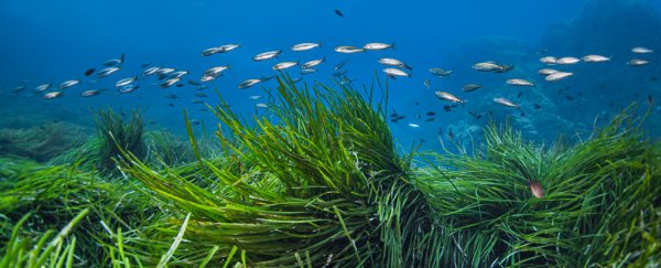 Newly discovered symbiosis could power carbon removal in the sea