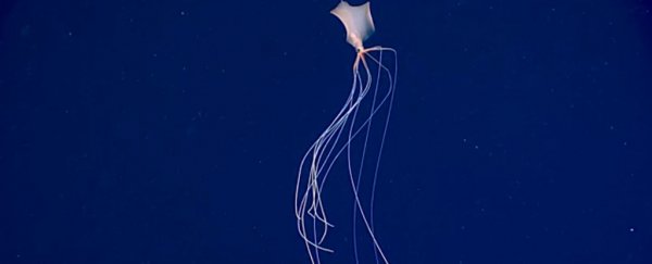 Check out this eerie, alien-like squid captured gliding in the Gulf of Mexico