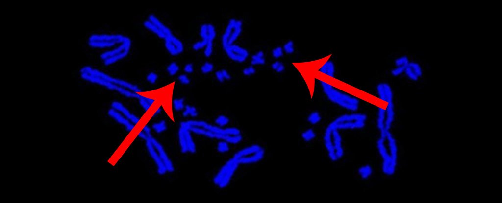 'Useless Specks of Dust' Turn Out to Be Building Blocks of All Vertebrate Genome..