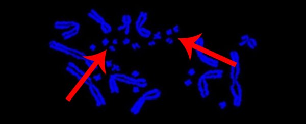 'Useless specks of dust' turn out to be building blocks of all vertebrate genomes