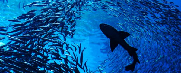 Humans have broken one of the natural power laws governing Earth's oceans