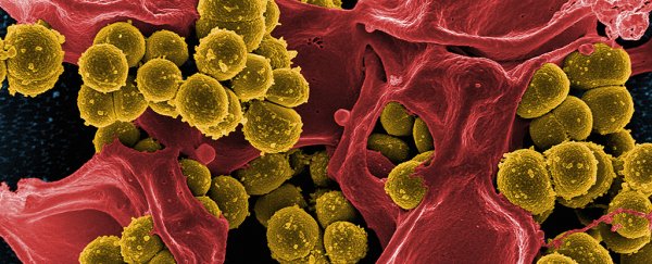 Gold could be the unexpected secret weapon we need against antibiotic resistance