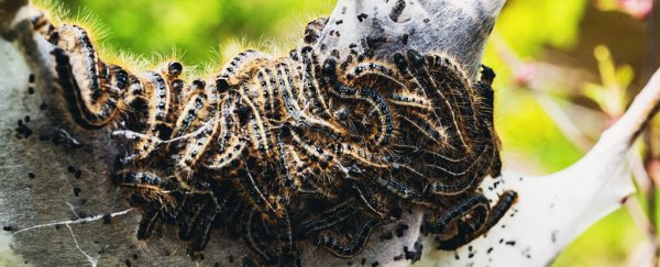 Even tiny, very hungry caterpillars have a large impact on carbon emissions
