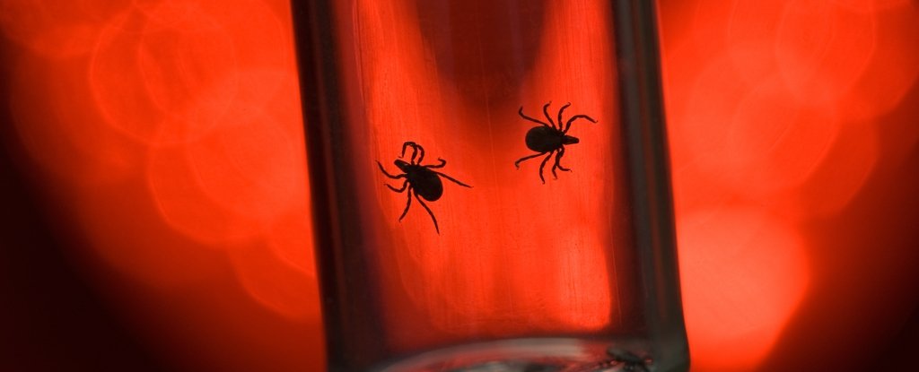 Experimental mRNA Vaccine Not Yet Tested in Humans Protects Against Lyme Disease