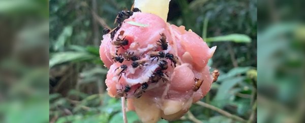 'Vulture bees' have developed a taste for rotting flesh - and scientists are stumped