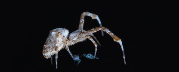 Scientists used AI to track spiders building webs in the dark in unprecedented detail