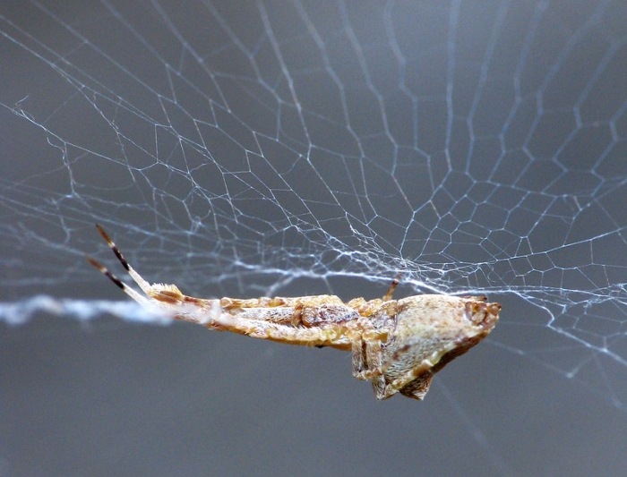 Uloborus diversus hackled orb weaver na web