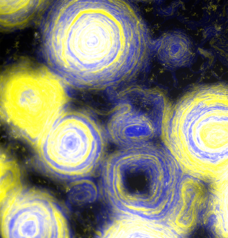 A mixture of two strains of myxobacteria, one that overexpresses TraAB (yellow) and another that is non-adhesive and non-reversing (blue). (D. Wall/University of Wyoming)