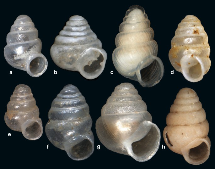 Eight cone-shaped snail shells.
