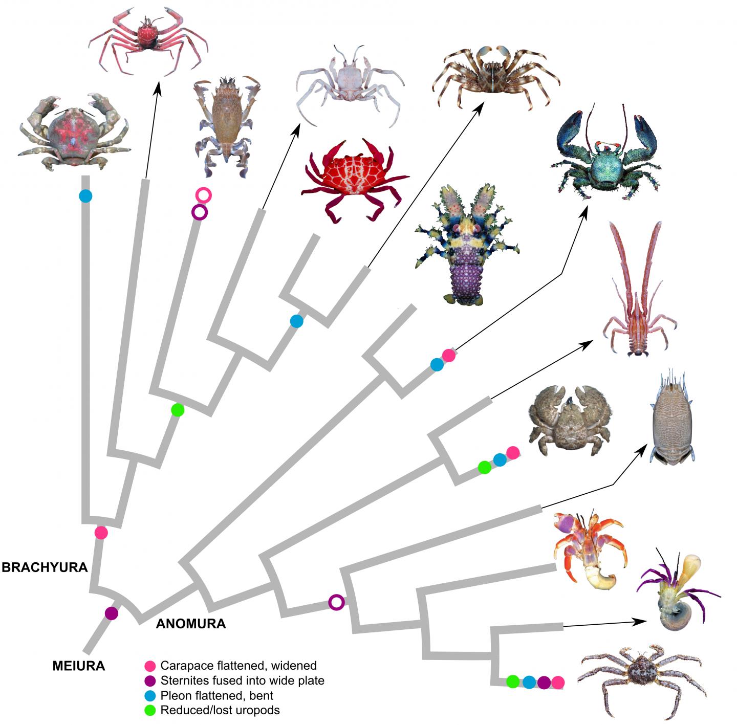 Taxonomic tree showing lineages of carcinized and decarcinated crabs