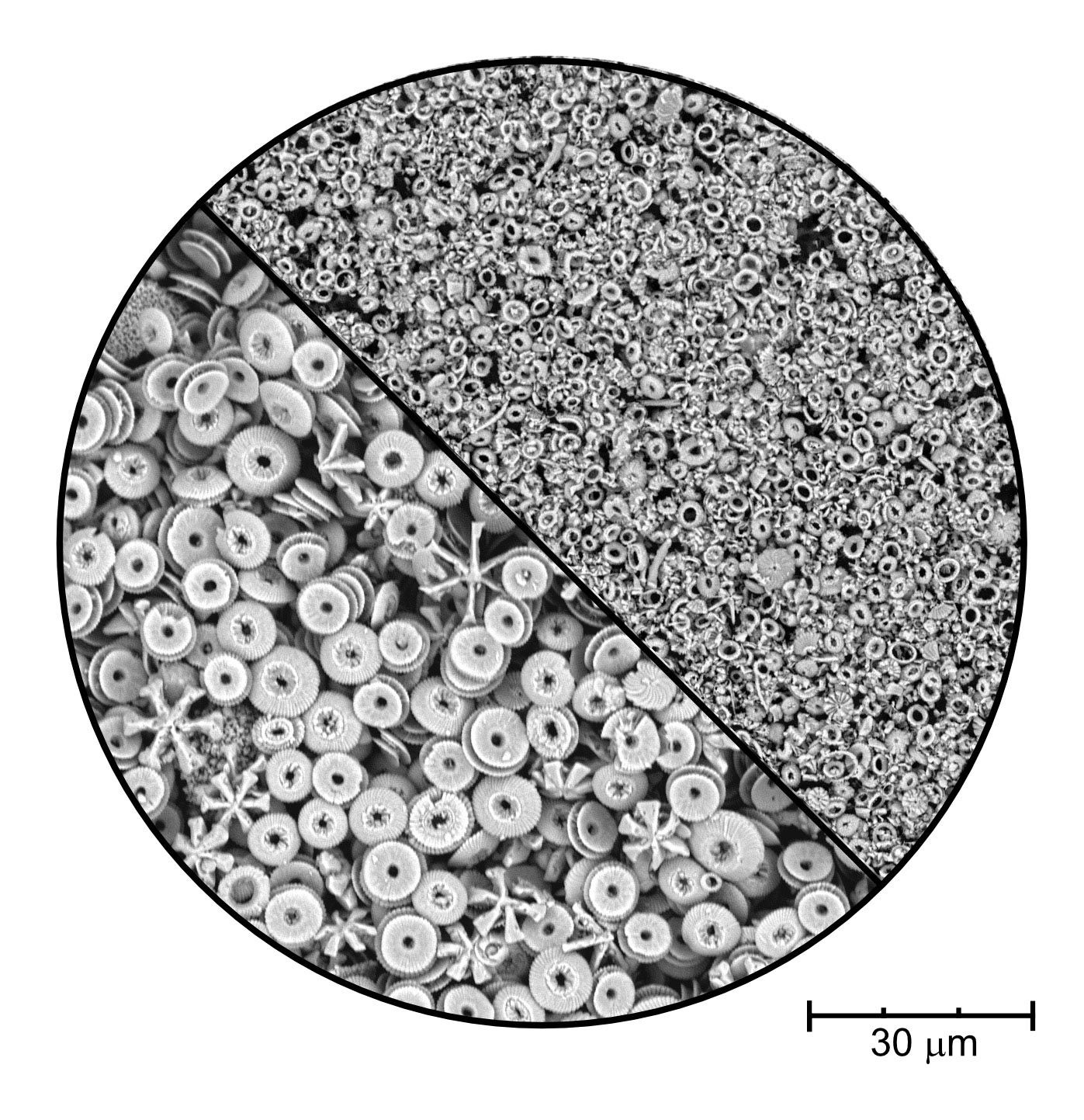 Example of size variation of coccoliths across different time periods - Miocene (left), Pleistocene (right). (Weimin Si)