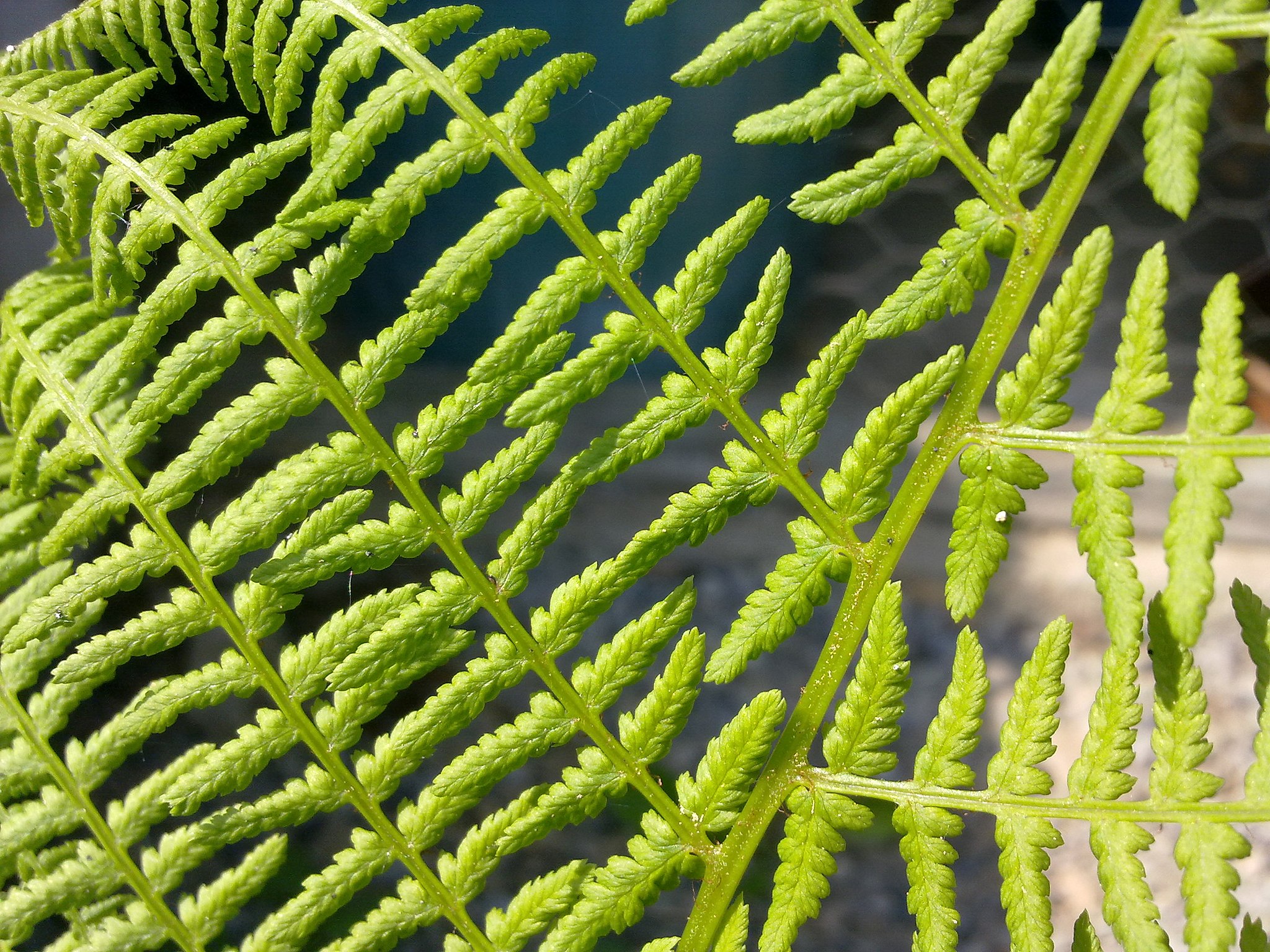 FernFronds