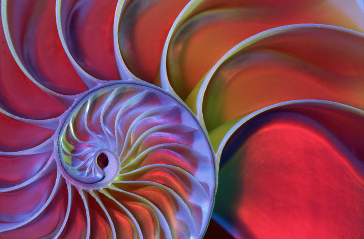 Spiral shell