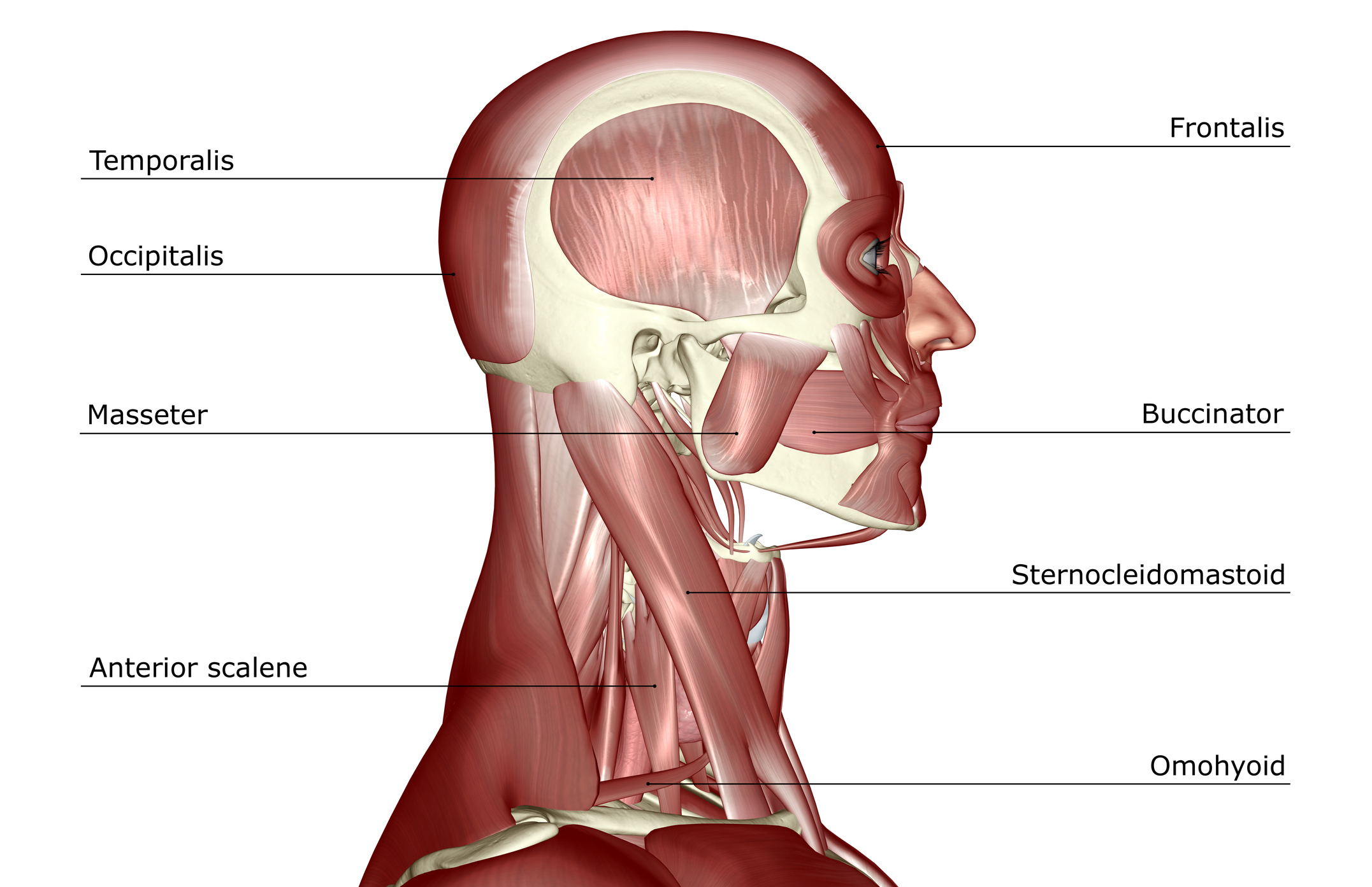 Labeled illustration of human skull muscles.