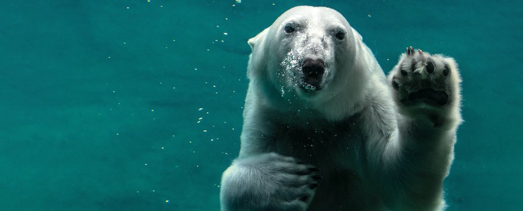 PolarBearSwimming