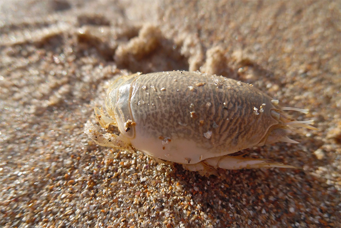 Oval-shaped, armored creature on a sandy beach