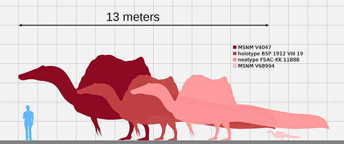 Spinosaurus size estimates