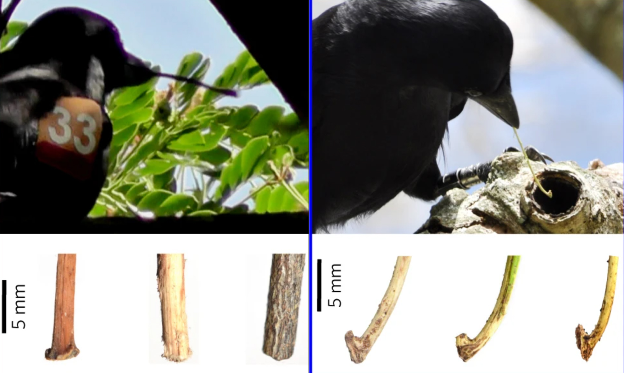 Non- (left) and hooked (right) tools and their use. (James St Clair et al, Nat. Ecol. Evol, 2018)
