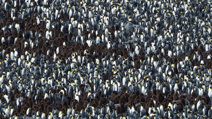 Crowd of white chested adult and brown fluffy baby penguins filling whole frame.