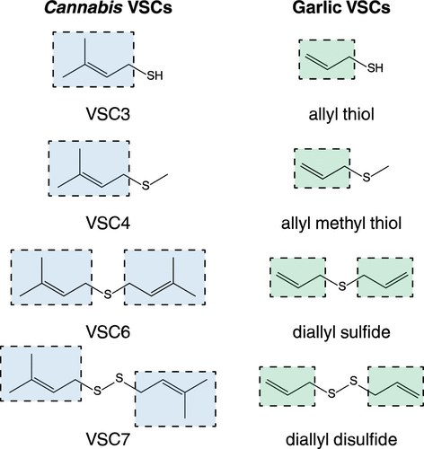 VSCs found in cannabis (left) and VSCs found in garlic (right) look remarkably similar. (Oswald et al., ACS, 2021)